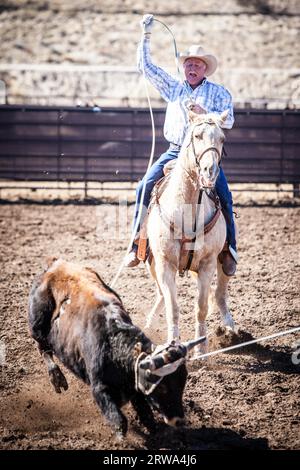 Wickenburg, USA, 5. Februar 2013: Die Fahrer nehmen an einem Team-Roping-Wettbewerb in Wickenburg, Arizona, USA, Teil Stockfoto