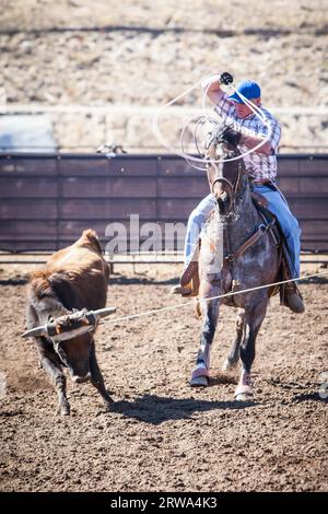 Wickenburg, USA, 5. Februar 2013: Die Fahrer nehmen an einem Team-Roping-Wettbewerb in Wickenburg, Arizona, USA, Teil Stockfoto