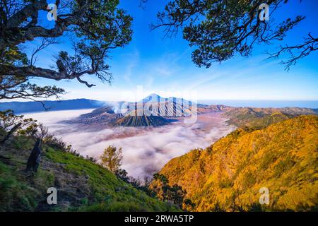 Wunderschöne Landschaft des Mount Bromo National Park von der Spitze des King kong Hügels mit Bäumen im Vordergrund, fantastische Aussicht Landschaft Stockfoto