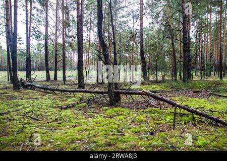 Ein trockener Baum, der durch einen Sturm gefällt wurde. Kiefernwald Stockfoto