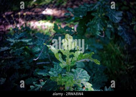 Blätter von jungen Eichen auf einem Baum, im Sommer Stockfoto