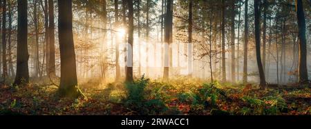 Magisches Licht in nebelnem Wald, mit goldenen Sonnenstrahlen, die Nebel und Vegetation beleuchten, und die Silhouetten der Bäume schaffen Tiefe. Schwenken Stockfoto