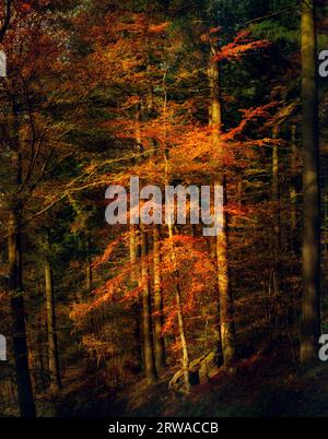 Beleuchteter Baum im warmen Abendlicht des Herbstes, der sich in dunklen Wäldern mit leuchtend oranger Farbe abhebt Stockfoto