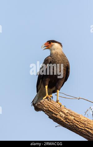 Blick auf Crested Caracara (Caracara plancus) auf Baumzweig Stockfoto