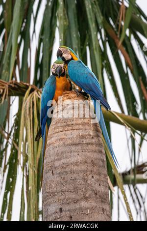 Wunderschöner Blick auf ein paar blau-gelbe Aras auf der Buriti Palm Stockfoto