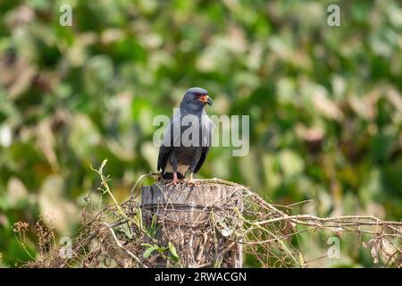 Wunderschöner Blick auf den Snail Kite auf dem Baumzweig im Pantanal Stockfoto