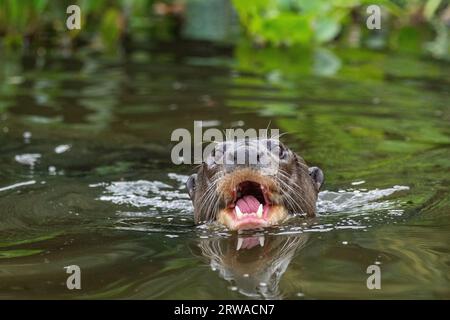 Blick auf den riesigen Otter, der im Pixaim River, Pantanal von Poconé, schwimmt Stockfoto