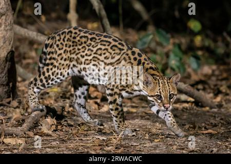 Ozelot (Leopardus pardalis) am Boden in der Nacht im Pantanal Stockfoto