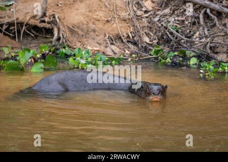 Blick auf den riesigen Otter, der im Pixaim River, Pantanal von Poconé, schwimmt Stockfoto