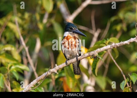 Blick auf den wunderschönen Amazonasvogel (Chloroceryle amazona) auf dem Baum Stockfoto