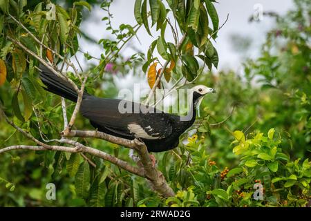 Wunderschöner Blick auf die Black-fronted Piping-Guan (Aburria jacutinga) Stockfoto