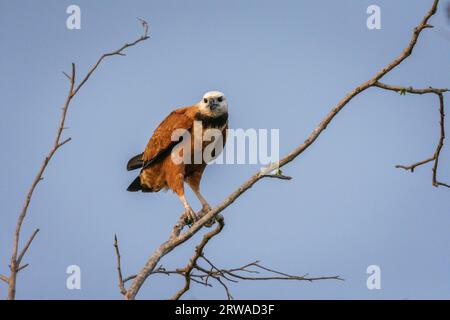 Wunderschöner Falke mit schwarzem Kragen, der auf einem Baumzweig im Pantanal sitzt Stockfoto