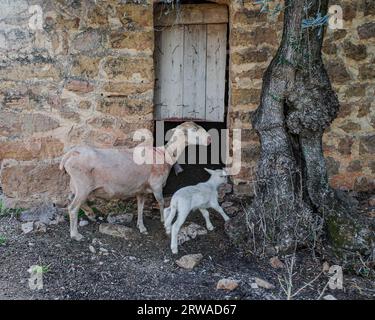 Mallorca, Spanien - 12. Juni 2023: Ziegenmutter mit Kind in der Serra de Tramuntana, Mallorca Stockfoto