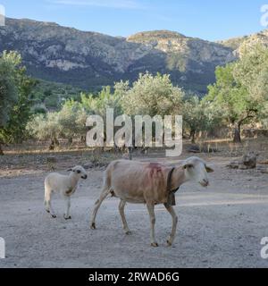 Mallorca, Spanien - 12. Juni 2023: Ziegenmutter mit Kind in der Serra de Tramuntana, Mallorca Stockfoto