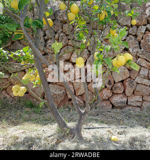 Deia, Mallorca, Spanien - 11. Juni 2023: Zitronenbaum in einem Garten in der Nähe von Deia, Mallorca, Balearen, Spanien Stockfoto