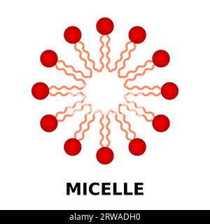 Mizellen-Struktur mit hydrophilem Kopf und hydrophoben Schwänzen. Aggregat der Tensid-amphipathischen Lipidmoleküle. Phospholipidbildung in der Membranzelle. Stock Vektor