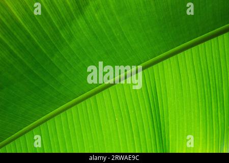 Makrofotografie der Adern des Blattes eines Bananenbaums gegen die Sonne, aufgenommen in einem Wald Stockfoto