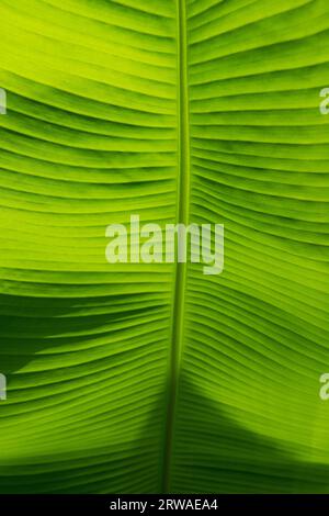 Makrofotografie der Adern des Blattes eines Bananenbaums gegen die Sonne, aufgenommen in einem Wald Stockfoto