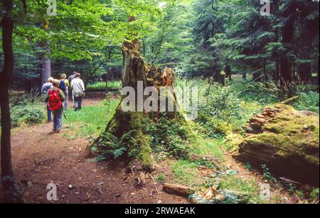 Polen, der Białowieża-Wald ist einer der letzten Urwälder an der Grenze zwischen Belarus und Polen und ein Weltkulturerbe der UNEESCO. Stockfoto