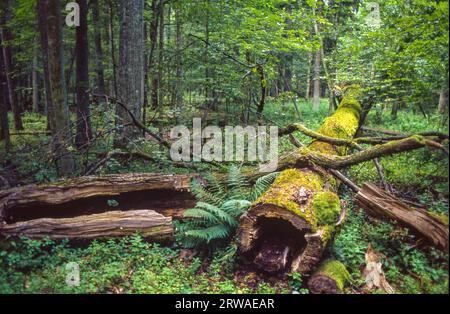 Polen, der Białowieża-Wald ist einer der letzten Urwälder an der Grenze zwischen Belarus und Polen und ein Weltkulturerbe der UNEESCO. Stockfoto