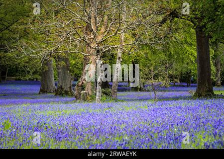 Ein Feld der Common English Bluebells Hyacinthoides non-scripta im ruhigen historischen Parc Lye in Enys Gardens in Penryn in Cornwall, Großbritannien. Stockfoto