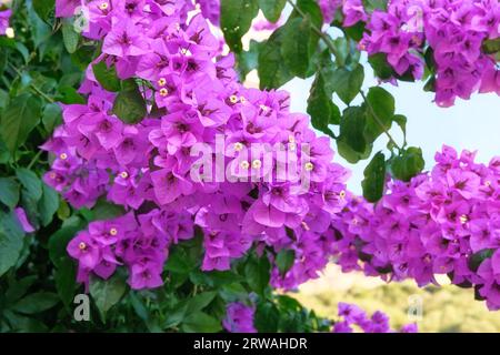 Bougainvillea-Busch wächst neben Wohnhäusern an der Küste. Sommerlandschaften auf Reisen. Violette blühende Blumen. Stockfoto