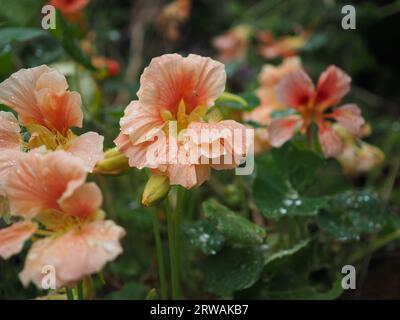 Nahaufnahme der pfirsichfarbenen/aprikosenfarbenen/korallenfarbenen Tropaeolum-Nasturtiumblume „Lachsbaby“ in einem englischen Cottage oder Töpfergarten im Sommer Stockfoto