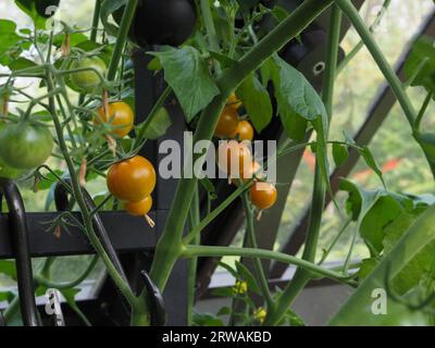 Gelb/orange „Sungold“ Cordon Tomaten wachsen und Reifen auf einer gesunden Tomatenrebe in einem traditionellen Gewächshaus in Großbritannien im Sommer Stockfoto