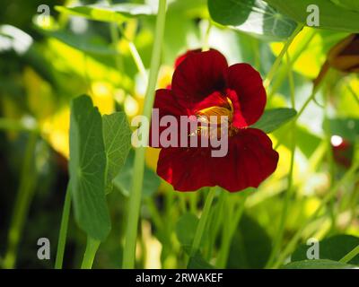 Nahaufnahme einer dunkelroten Tropaeolum minus Zwergasturtium „Black Velvet“-Jahresblume in gesäumten, sonnendurchfluteten Blättern in einem britischen Töpfergarten im Sommer Stockfoto