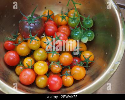 Eine bunte Mischung aus frisch aus dem Garten geernteten Tomaten in einem goldenen Sieb, die die Sorten Gardener's Delight, Sungold und Black Russian zeigen Stockfoto