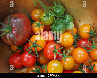 Nahaufnahme einer Auswahl kleiner, farbenfroher Tomaten aus dem Garten - Black Russian, Sungold und Gardener's Delight Sorten Stockfoto