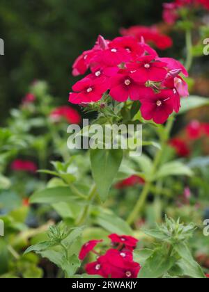 Stamm der Phlox drummondii grandiflora „Coccinea“-roten jährlichen Phlox in Blüte und Profil in einem Schneidegarten in Großbritannien im Sommer Stockfoto