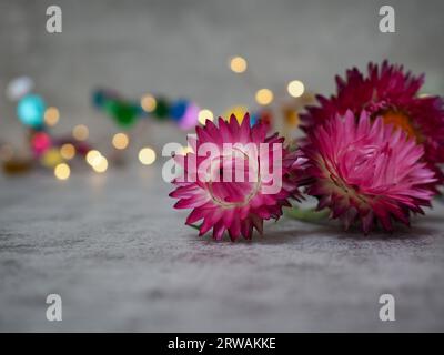 Nahaufnahme von getrockneten Helichrysum- oder Xerochrysum Bracteatum „Silvery Rose“-Blumen als Dekoration vor einem glitzernden Bokeh-Feen-Licht-Weihnachtshintergrund Stockfoto