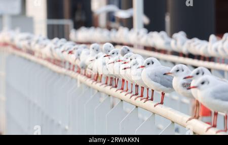 Hamburg, Deutschland. September 2023. Möwen sitzen am frühen Morgen auf dem Geländer einer Anlegestelle im Hafen. Quelle: Christian Charisius/dpa/Alamy Live News Stockfoto