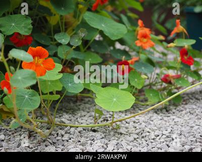 Die nachlaufenden Stämme in verschiedenen Farben von Kapuzinerkresse (Tropaeolum minus), die aus einem Hochbeet und über einen Kiesweg in einem informellen Garten fließen Stockfoto