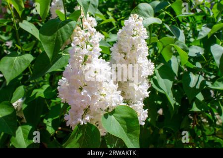 Weiße Flieder blühen im Frühling Stockfoto