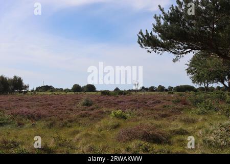 Heidelandschaft auf der Ostseeinsel Hiddensee Stockfoto