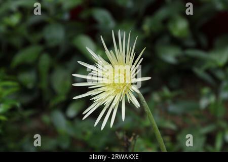 Winkel Nahansicht einer gelblichen cremefarbenen Gerbera-Blume (Gerbera Jamesonii), die im Garten blüht Stockfoto