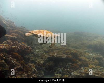 Meeresschildkröten schwimmen unter Wasser, Sipadan, Borneo, Malaysia Stockfoto