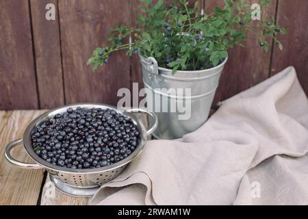 Sieb gefüllt mit frischen Heidelbeeren neben einem Eimer frisch gepflückter wilder Heidelbeerzweige, Weißrussland Stockfoto