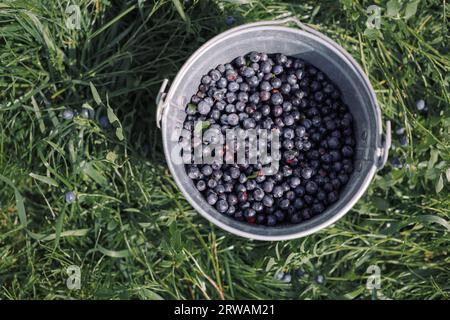 Blick von oben auf frisch gepflückte wilde Blaubeeren in einem Eimer auf einem Rasen, Belarus Stockfoto