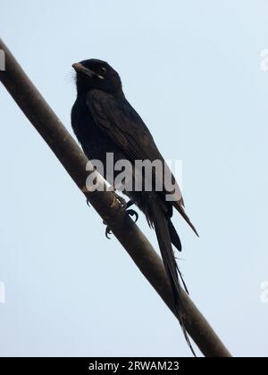 Schwarzer Drongo (Dicrurus macrocercus) auf einem Metallmast, Neu-Delhi, Indien Stockfoto