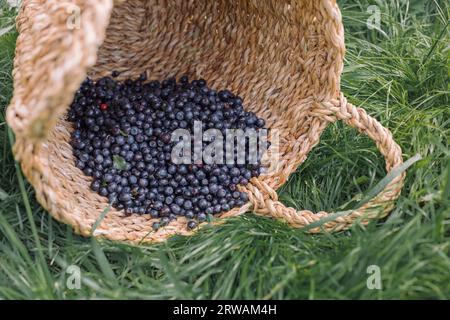 Nahaufnahme eines Korbs auf einem Rasen mit frisch gepflückten wilden Blaubeeren, Belarus Stockfoto