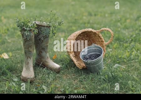 Frisch gepflückte wilde Heidelbeerzweige in einem Paar Gummistiefel neben einem Korb und Eimer mit Heidelbeeren, Belarus Stockfoto