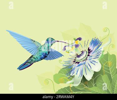 Illustration einer mehrfarbigen Kolibri-Fütterung an Passionsblume auf grünen Blättern vor pastellgrünem Hintergrund. Vektorbild Stock Vektor