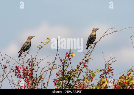 Zwei Jungsterne (Sturnus vulgaris), die im Weißdornbaum mit roten Beeren im Prozess der Vermolzung zum adulten Gefieder sitzen, England, UK, September Stockfoto