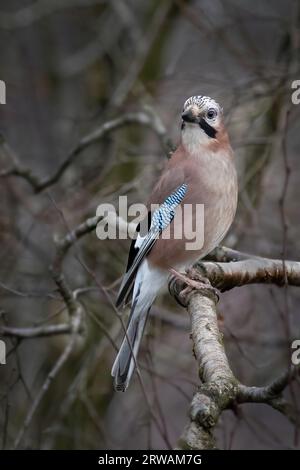 Ein Nahporträt eines jay, Garrulus glandarius, der in den Zweigen eines Baumes thront und wachsam ist. Um das Thema herum ist Platz für Text Stockfoto