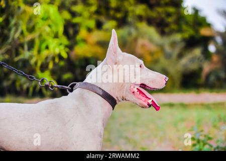 Porträt eines Bullterriers oder Bullterrierhundes im Wald während der Jagd. Bullenterrier Hundeporträt Nahaufnahme im Profil draußen. Jagdhund. Seltene Rasse Von Stockfoto