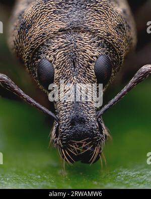 Nahaufnahme von Liophloeus tessulatus Weevil. Tipperary, Irland Stockfoto