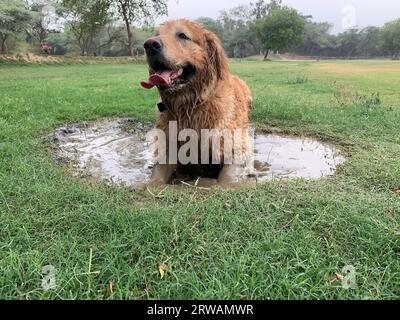 Dirty Golden Retriever liegt auf einer schlammigen Pfütze, Neu-Delhi, Indien Stockfoto